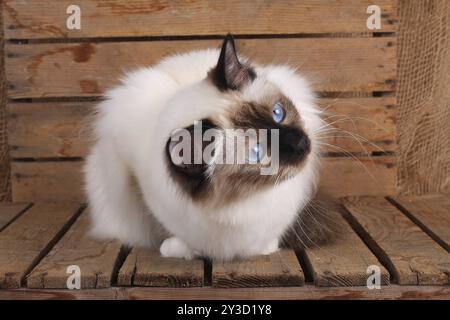 HEILIGE BIRMAN CAT, BIRMAN CAT, BIRMAN CAT, SEAL POINT, SIEHT INTERESSIERT AUS Stockfoto