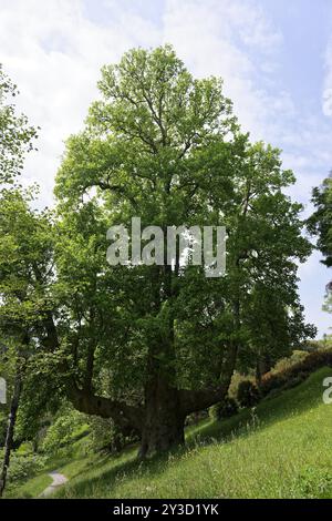 Tree, Glendurgan Garden, Falmouth, England, Großbritannien Stockfoto