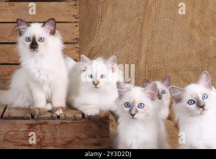 HEILIGE KATZE VON BIRMA, BIRMAN CAT, BIRMAN CAT, WURF, KÄTZCHEN Stockfoto