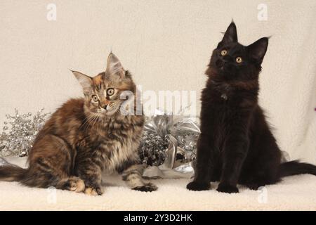 Norwegische Waldkatze, zwei Kätzchen, norwegische Waldkatze, zwei Kätzchen Stockfoto