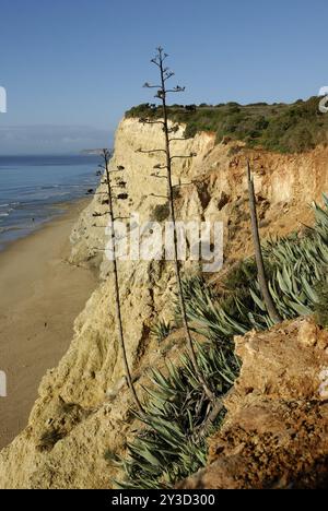 Agave americana auf dem Küstenweg über dem Praia de Porto de Mos, Lagos, Algarve, Portugal, Europa Stockfoto