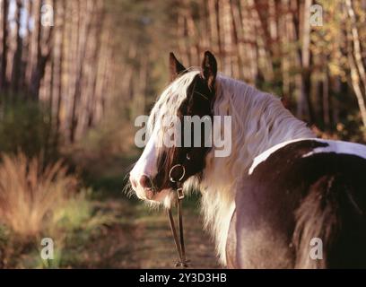 Tinker, Wallach, 5 Jahre alt Stockfoto