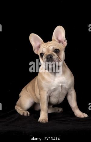 Französische Bulldogge, Bulldogge, Französische Bulldogge, Franzose, Bulldogge, Bouledogue Francais Stockfoto