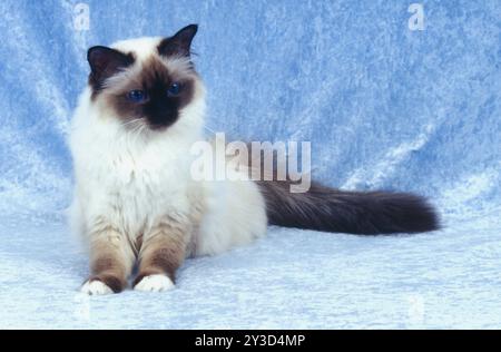 Birman weibliche Katze, ein Jahr alte Robbenspitze Stockfoto