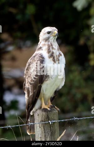 Bussard oft auf Cornwall Farmland und offenen Grünflächen zu sehen Stockfoto