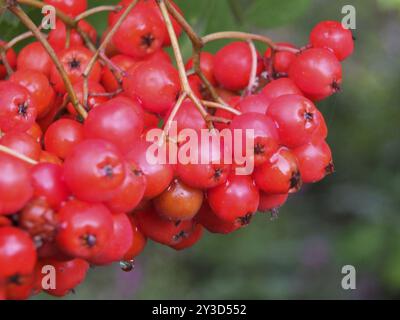 Eine Nahaufnahme von einem Haufen leuchtend roter, auf einem Busch in Wald mit Regentropfen wild wachsender Rowan-Beeren Stockfoto