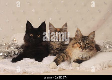 Norwegische Waldkatze, drei Kätzchen, Nahaufnahme, norwegische Waldkatze, drei Kätzchen Stockfoto