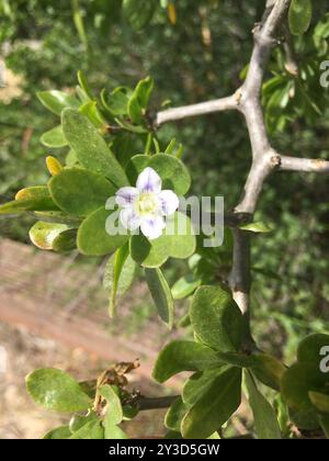 Afrikanischer Buchdorn (Lycium ferocissimum) Plantae Stockfoto