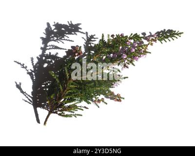 Ein kleiner Zweig wilder Moorheidekraut mit violetten Blüten auf weißem Hintergrund mit Schatten Stockfoto