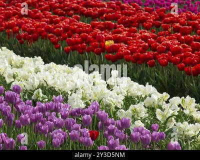 Ein Blumenfeld mit Reihen roter, weißer und lila Tulpen in voller Blüte, egmond aan zee, Nordsee, niederlande Stockfoto