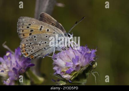 Männlicher Schmetterling aus violettem Kupfer mit halboffenen Flügeln, die auf purpurroter Blume sitzen und nach rechts sehen Stockfoto