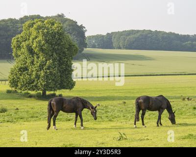 Zwei Pferde, die auf einer grünen Wiese weiden, mit einem großen Baum im Hintergrund und sanften Hügeln, Gerleve, münsterland, deutschland Stockfoto