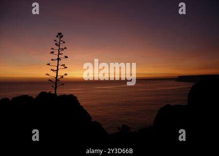 Blütenstand einer Agave americana vor Sonnenuntergang in Ponta da Piedade, Lagos, Algarve, Portugal, Europa Stockfoto