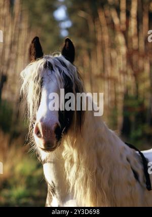 Tinker, Wallach, 5 Jahre alt Stockfoto