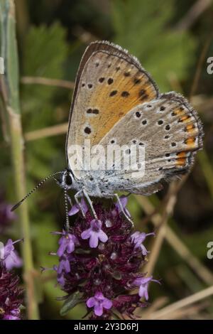 Männlicher Schmetterling aus violettem Kupfer mit geschlossenen Flügeln, der auf violetter Blume sitzt und links lutscht Stockfoto