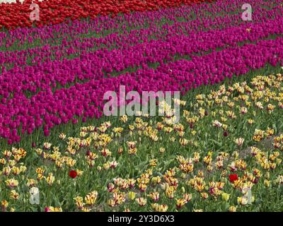 Ein riesiges Blumenfeld voller gelb blühender Tulpen, egmond aan Zee, Nordsee, niederlande Stockfoto