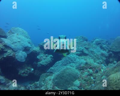 Glatter Trunkfish (Lactophrys triqueter) Actinopterygii Stockfoto