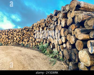 Auf einem Feld stapelt sich ein Stapel von Protokollen Stockfoto