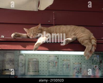 Europäische Kurzhaarkatze, ekh, roter Tabby, roter Tabby, entspannend Stockfoto