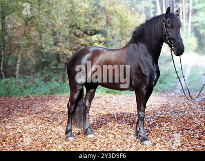 Friesisch, friesisch, schwarz, Pferd, Stute, 6 Jahre alt Stockfoto