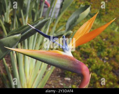 Nahaufnahme eines orangen und blauen Paradiesvogels Strelitzia reginae, der in einem Park in funchal madeira wächst Stockfoto