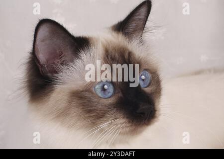 HEILIGE KATZE VON BIRMA, BIRMAN CAT, BIRMAN CAT, SIEGELSPITZE, PORTRÄT Stockfoto