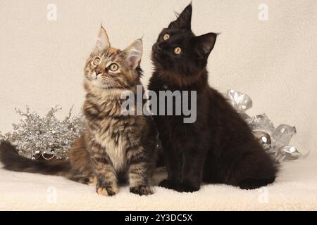 Norwegische Waldkatze, zwei Kätzchen, sehen interessiert aus, norwegische Waldkatze, zwei Kätzchen sehen interessiert aus Stockfoto