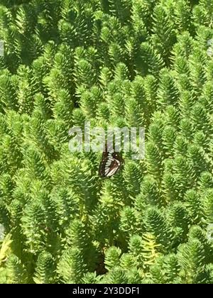 Lorquins Admiral (Limenitis lorquini) Insecta Stockfoto