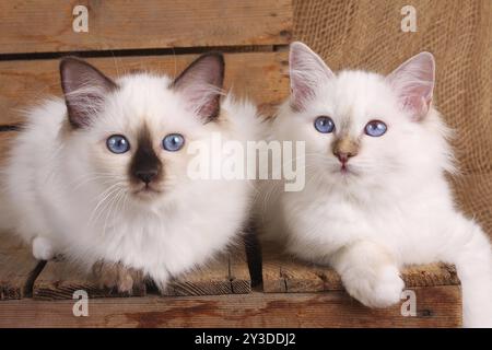 HEILIGE BIRMA CAT, HEILIGE BIRMA CAT, BIRMAN CAT, WURF, ROBBENSPITZE, TORTIE Stockfoto