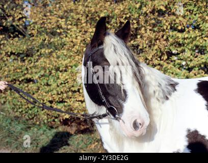Tinker, Wallach, 5 Jahre alt Stockfoto