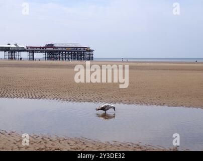 Eine Möwe stand im Wasser am Strand von blackpool mit Pier in der Ferne, der Sand dehnte sich fast bis zum Horizont mit blauem Himmel und Summ Stockfoto