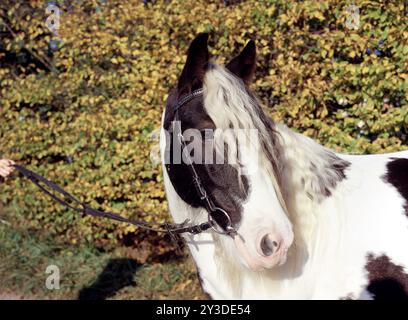Tinker, Wallach, 5 Jahre alt Stockfoto