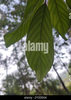 Carolina Sanddorn (Frangula caroliniana) Plantae Stockfoto