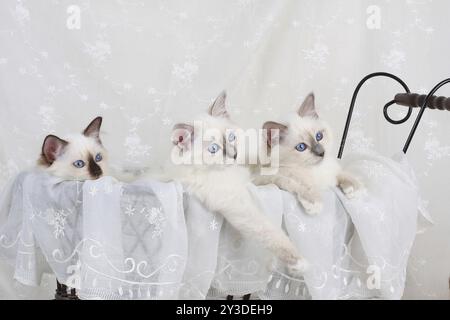 HEILIGE KATZE VON BIRMA, BIRMAN CAT, BIRMAN CAT, BIRMANE, KÄTZCHEN, MÜLL Stockfoto