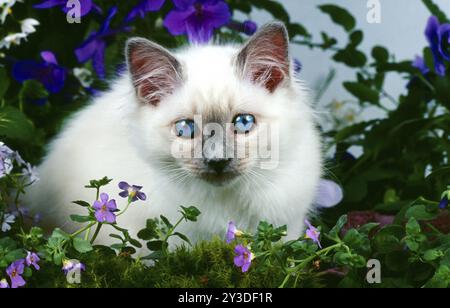 Birman-Katze blau-Punkt-Markierung männlich, Kätzchen, 10 Wochen alt Stockfoto