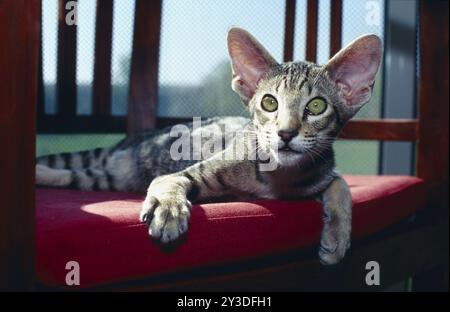 Orientalische Kurzhaarkatze, 5 Monate alt Stockfoto