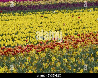 Ein abwechslungsreiches Feld blühender Tulpen und Narzissen, egmond aan Zee, Nordsee, niederlande Stockfoto