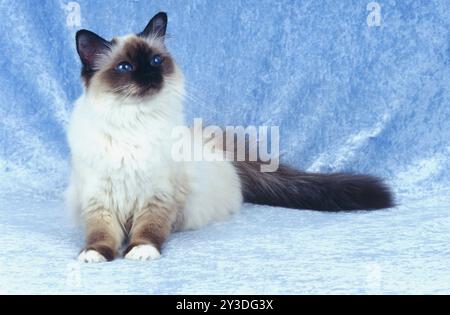 Birman weibliche Katze, ein Jahr alte Robbenspitze Stockfoto