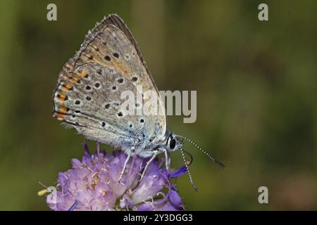 Männlicher Schmetterling aus violettem Kupfer mit geschlossenen Flügeln, der auf einer violetten Blume sitzt, die rechts saugt Stockfoto