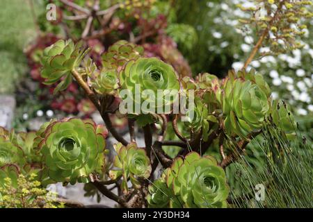 Aeonium arboreum (Rosettenbalsam) Stockfoto