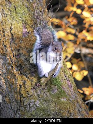 Graues Eichhörnchen auf einem Ast auf einem Baumstamm im Herbstwald Stockfoto