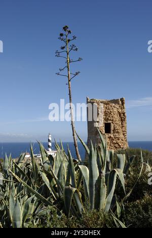 Blütenstand einer Agave americana var. Marginata vor den Ruinen eines Steinturms am Cap de Cala Figuera, Mallorca, Spanien, Europa Stockfoto