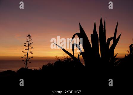 Agave americana vor dem Sonnenuntergang in Ponta da Piedade, Lagos, Algarve, Portugal, Europa Stockfoto