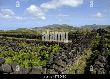 Weinberge auf Graciosa Stockfoto