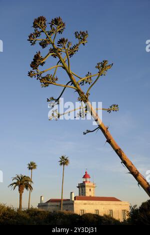 Die Blüte einer Agave americana vor dem Leuchtturm in Ponta da Piedade, Lagos, Algarve, Portugal, Europa Stockfoto