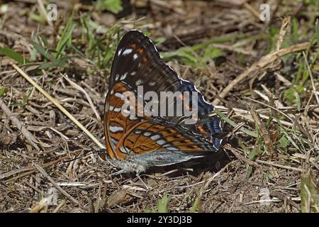 Weißer Admiral-Schmetterling mit halboffenen Flügeln, die auf dem Boden sitzen und links lutschen Stockfoto