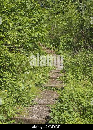 Stufen auf einem geschwungenen schmalen Pfad, umgeben von hellgrüner, sonnendurchfluteter Vegetation, die durch dichten Wald führt Stockfoto