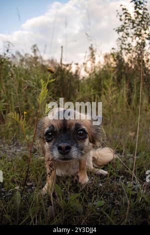 Brauner langhaariger Chihuahua sitzt im Gras und schaut neugierig in die Kamera, Nicklheim, Bayern, Deutschland, Europa Stockfoto