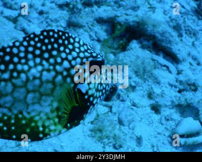 Glatter Trunkfish (Lactophrys triqueter) Actinopterygii Stockfoto