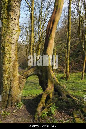 Hohe Buchen mit verbundenen freiliegenden verdrehten Wurzeln in einer grasbedeckten Waldlichtung in hellem Frühjahrssonnenlicht mit hellblauem Himmel und steilem h Stockfoto